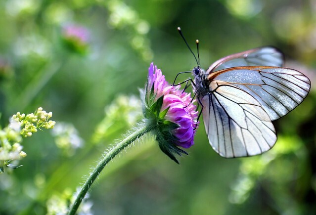 Black-veined White butterfly